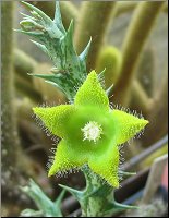 Caralluma circes  serait idem Orbea dummeri